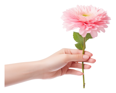 PNG Valentines flower holding petal.