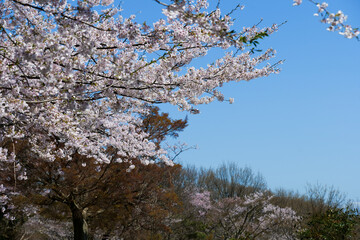青空と満開のサクラ