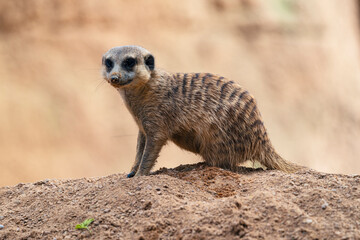 Fototapeta premium photographs of meerkats in nature in their natural habitat in Africa