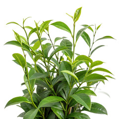 Fresh green tea plant leaves with vibrant, glossy foliage, isolated on a white background.