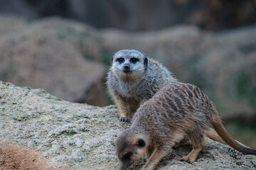 Fototapeta premium photographs of meerkats in nature in their natural habitat in Africa