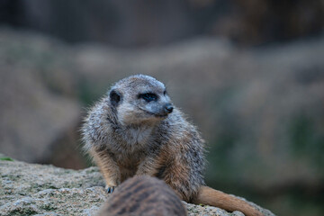 photographs of meerkats in nature in their natural habitat in Africa
