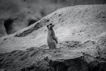 photographs of meerkats in nature in their natural habitat in Africa
