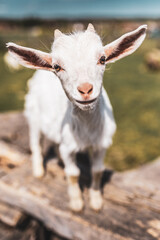 Curious goat climbs up a large rock and looking out over..