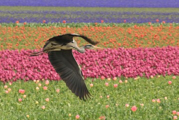 heron in a field of tulips