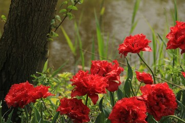 red poppies in the field