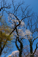 年老いた咲く桜