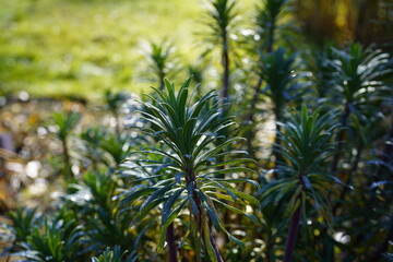 image of beautiful mediterranean spurge (euphorbia characias) plant during wintertime