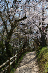 桜並木の呉羽山公園遊歩道