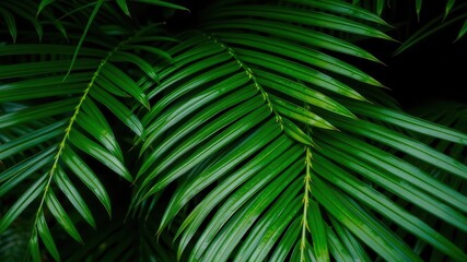 Close up of a vibrant green palm leaf texture, showcasing intricate details of the tropical foliage, exotic, tropical, foliage