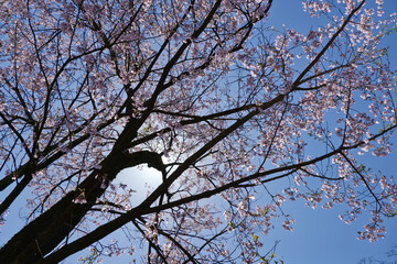 逆光満開の桜の木