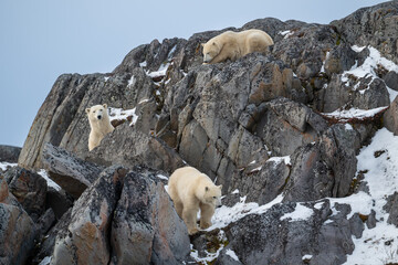 A female polar bear and two cubs on the rocky shoreline of Hudson Bay