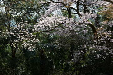 森と桜の花