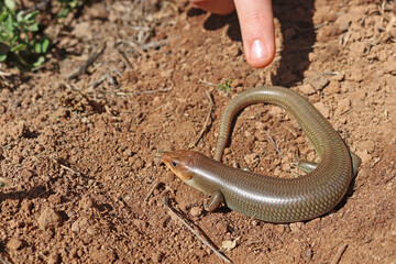 Gilbert's Skink Lizard, subspecies Western Red-tailed Skink (Plestiodon gilberti rubricaudatus)