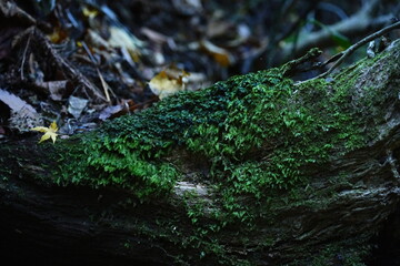 高尾山の自然31