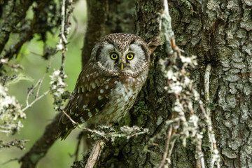 A cute Boreal owl perched on a Spruce branch in an old-growth forest in Riisitunturi National Park, Northern Finland	