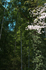 Fototapeta premium 竹林と桜の春景色