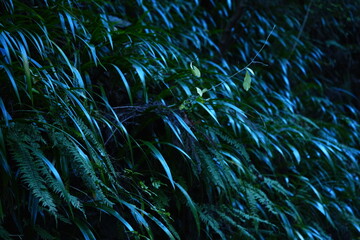 高尾山の自然12