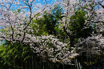 竹林と桜の春景色