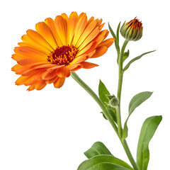 Bright orange calendula flower with and fresh green stems, accompanied by a bud, isolated on a transparent background.