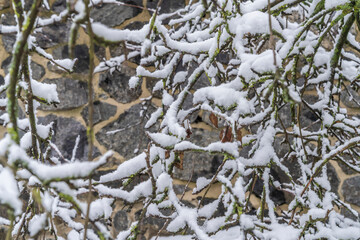 Snow-covered tree branches creating intricate patterns. Close-up winter nature photography. Seasonal texture and wintertime concept for design and print.