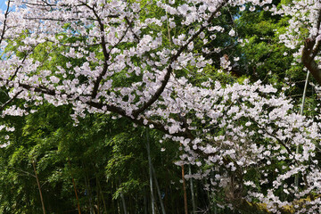 竹林と桜の春景色
