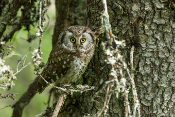 A cute Boreal owl perched on a Spruce branch in an old-growth forest in Riisitunturi National Park,...