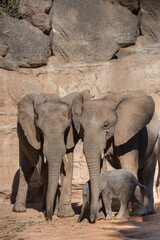 Naklejka premium elephants in Valencia Biopark, Spain