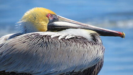 Brown Pelican Close-up - Atlantic Coast Pelican waiting at dockside to get a free hand out. The brown pelican can be found up and down the Atlantic and Pacfiic coasts 
