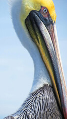 Brown Pelican Close-up - Atlantic Coast Pelican waiting at dockside to get a free hand out. The brown pelican can be found up and down the Atlantic and Pacfiic coasts 
