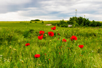Poppies and other May wild plants in front of a blurred meadow with cloudy sky in Haskovo Province, Southern Bulgaria, selective focus