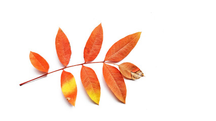 Naklejka premium Isolated on white background, the Terebinth tree leaf, also known as Pistacia terebinthus, hailing from the Mediterranean, flourishes in rocky soils. It's used for resin, herbal medicine, and more.