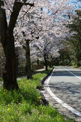 2024年満開の桜並木と車道と遊歩道