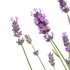 Obraz premium A charming bouquet of lavender a transparent background. Perfect for design projects, cosmetics, medical themes, and creative endeavors.