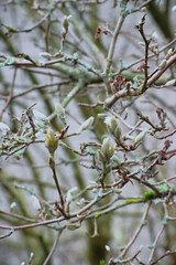 cucumber tree, cucumber magnolia, or blue magnolia (Magnolia acuminata)