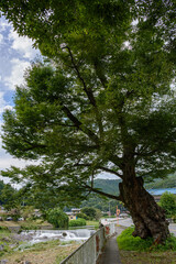 清らかな流れの名もない小さな滝