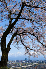 桜満開呉羽山桜の展望台から富山市街地と北アルプス立山連峰