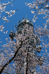 呉羽山満開の桜と電波塔と青空
