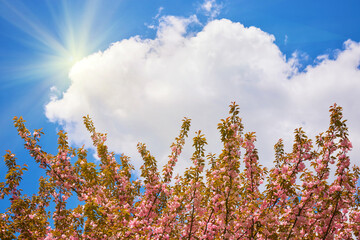 branches of flowering carob flowers close-up