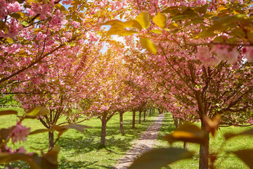 Sakura Cherry blossoming alley. Wonderful scenic park green lawn in spring. Pink flowers of cherry tree.