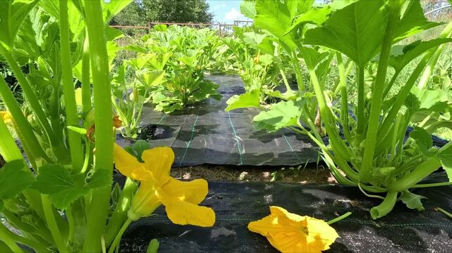 Movement through bright green flowering patissons growing in a bed in a black mulching cloth