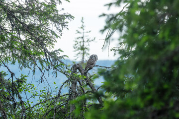 Small Boreal owl perched on a Spruce branch in an old-growth forest in Riisitunturi National Park, Northern Finland