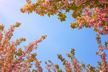 The canopy of tall trees framing a clear blue sky, with the sun shining through