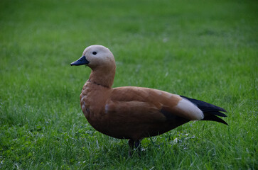 Jardin remarquable Placide Massey, paysagiste du roi, à Tarbes, Hautes-Pyrénées, Occitanie, France