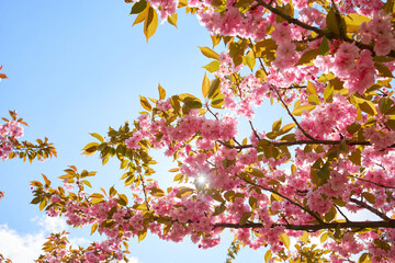 Sakura Cherry blossoming alley. Wonderful scenic park green lawn in spring. Pink flowers of cherry tree.