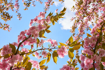 branches of flowering carob flowers close-up