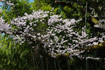 竹林と桜の春景色2024年