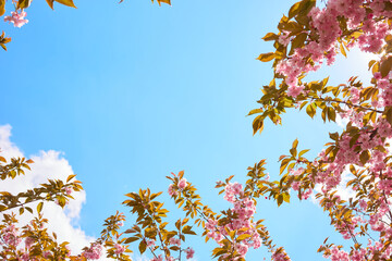 The canopy of tall trees framing a clear blue sky, with the sun shining through