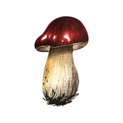 Aspen mushroom with a red cap. Watercolor illustration on isolated background. Hand drawn red-headed mushroom with dirt spots. For autumn composition, botanical books and manuals, for safety leaflets