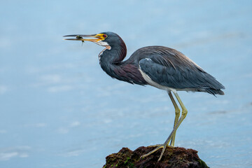 Tricolored heron, Egretta tricolor, J.N. Ding Darling National Wildlife Refuge, Florida, USA. In blue water.
